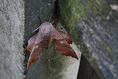 Hawk moth 3