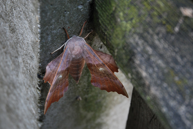 Hawk moth 3