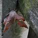 Hawk moth 3
