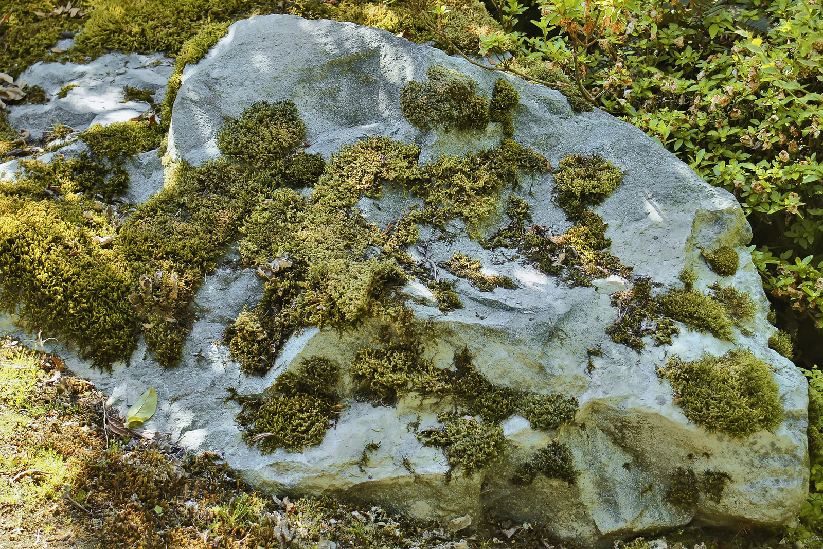 "Moss Always Points to Civilization" – UBC, Vancouver, British Columbia