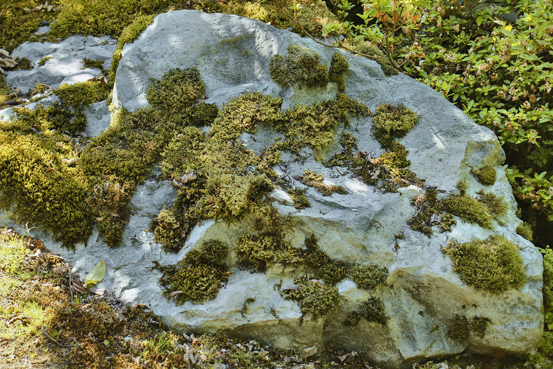 "Moss Always Points to Civilization" – UBC, Vancouver, British Columbia