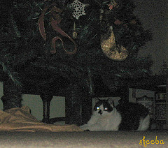 Stealth cat playing with tree skirt..