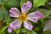 Rosa Mutabilis #2 – National Arboretum, Washington DC