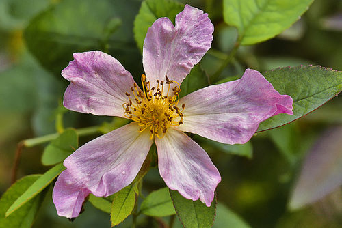 Rosa Mutabilis #2 – National Arboretum, Washington DC