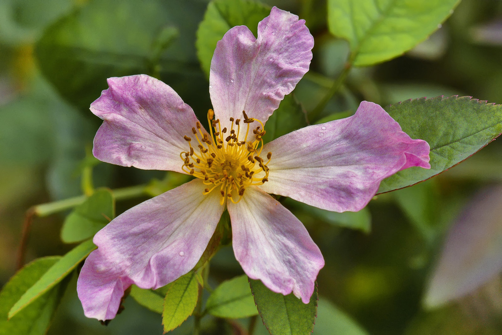 Rosa Mutabilis #2 – National Arboretum, Washington DC