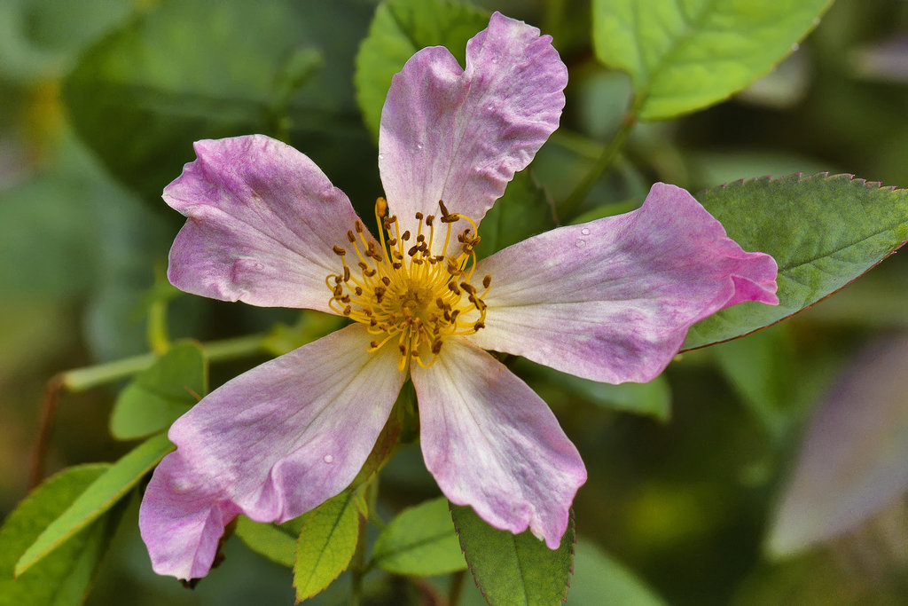 Rosa Mutabilis #2 – National Arboretum, Washington DC