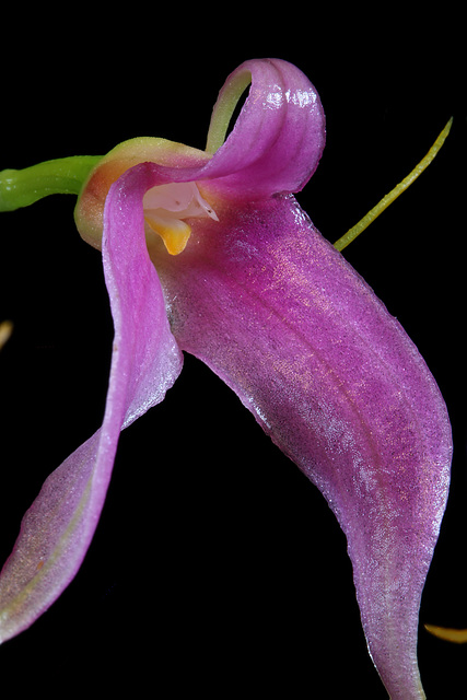 Masdevallia lamprotyria