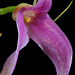 Masdevallia lamprotyria