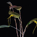 Lepanthes ingridiana