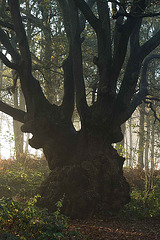 ancient tree in the fog