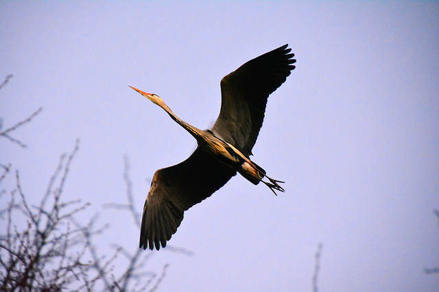 Grey Heron