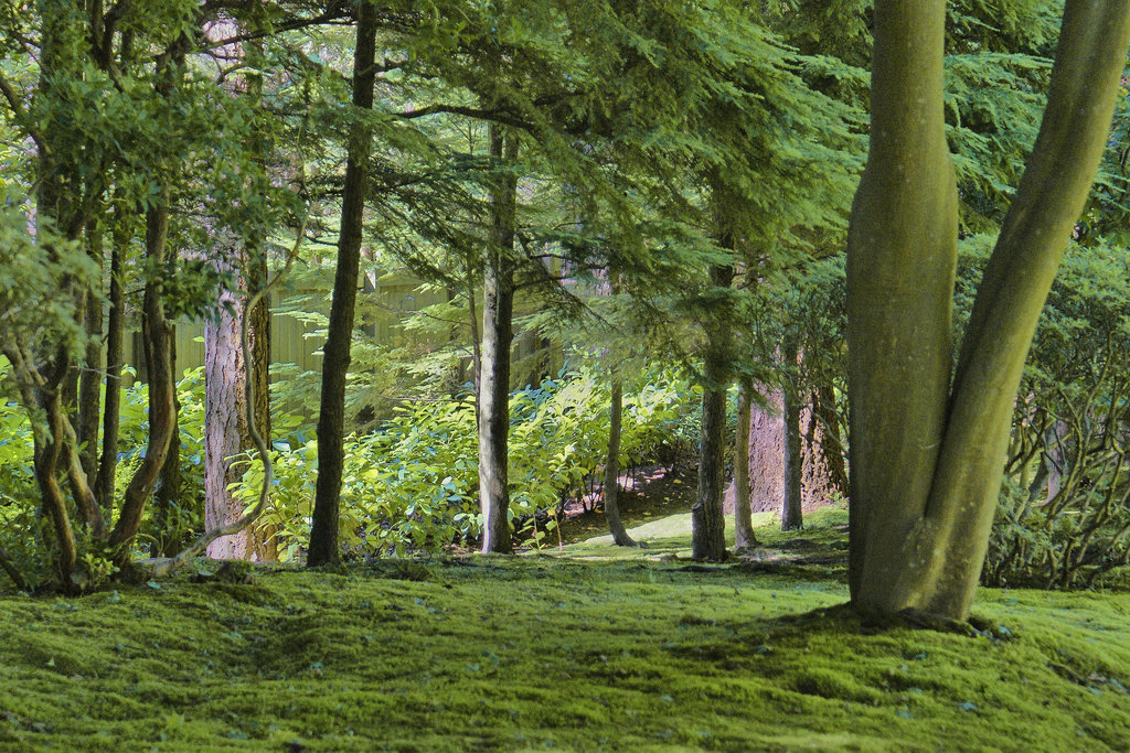 Forest Clearing – Nitobe Memorial Gardens, Vancouver, British Columbia