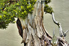 Bonsai Japanese Yew – National Arboretum, Washington D.C.