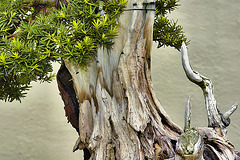 Bonsai Japanese Yew – National Arboretum, Washington D.C.