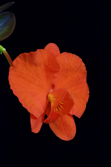 Sophronitis coccinea 'Fourth Dimension'