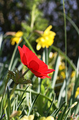 Tulip & Daffodil
