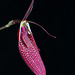 Restrepia sanguinea 'Walter'