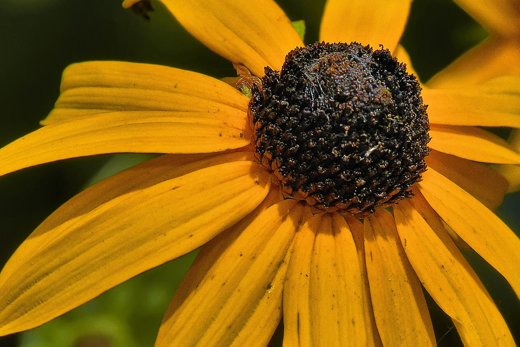 "Purple Dome" Aster – National Arboretum, Washington DC