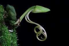 Angraecum cf. breve