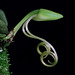 Angraecum cf. breve