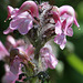 Bird's-beak Lousewort