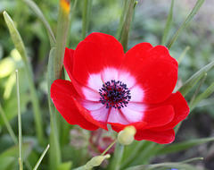 Red anemone