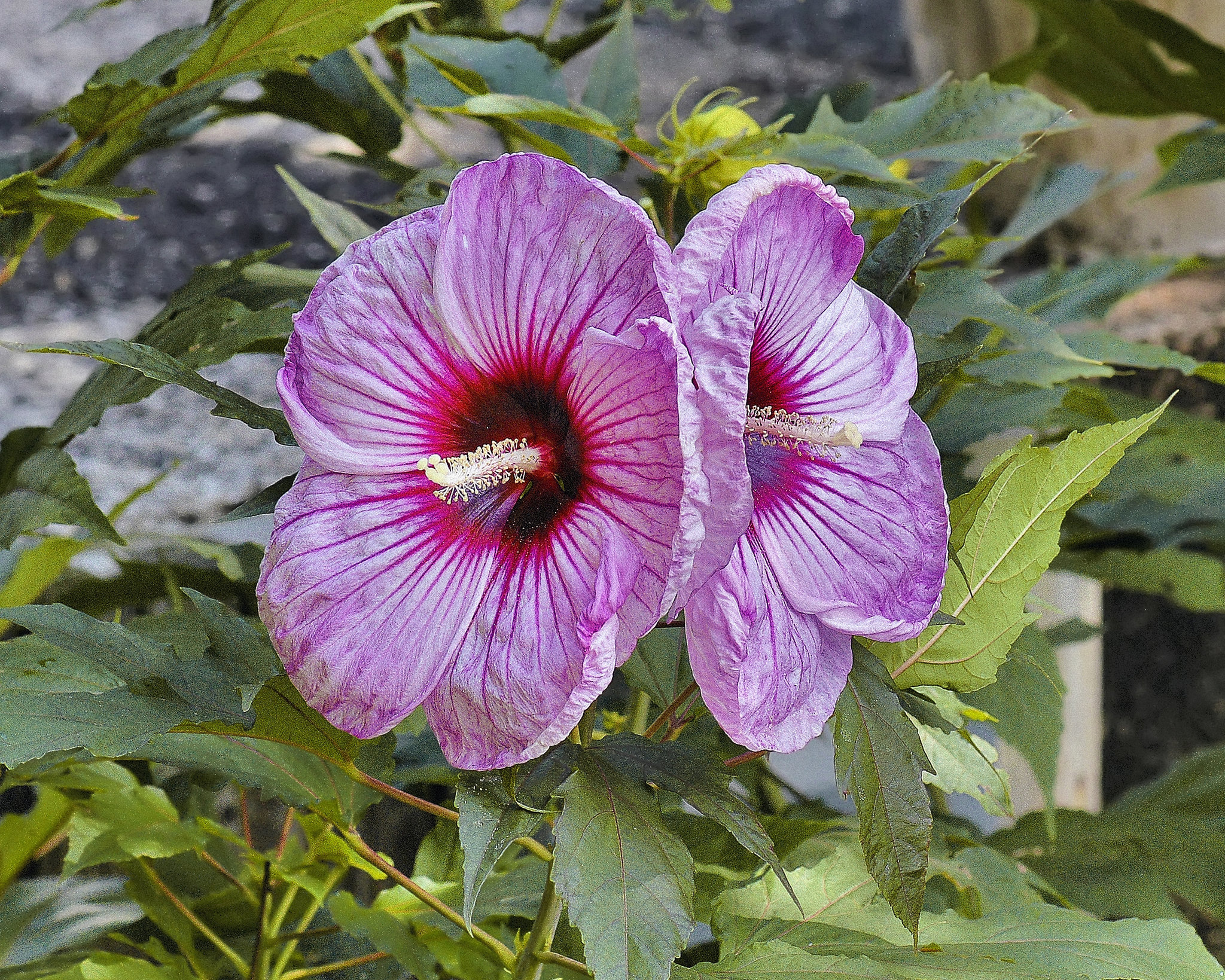 Giant Hibiscus – National Arboretum, Washington D.C.