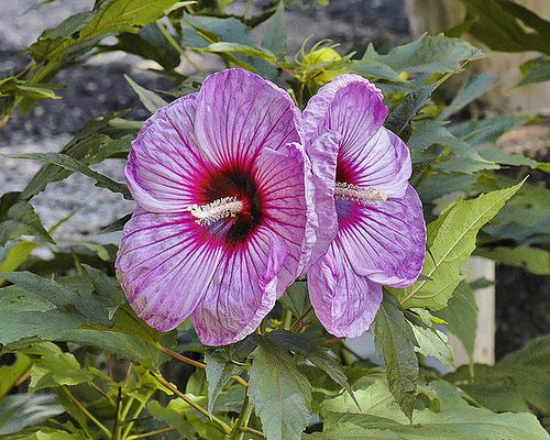Giant Hibiscus – National Arboretum, Washington D.C.