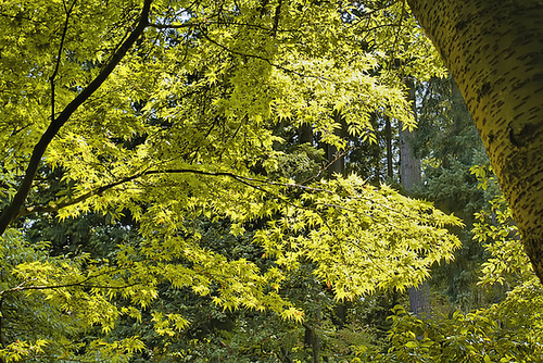 Green on Green – Nitobe Memorial Gardens, Vancouver, British Columbia