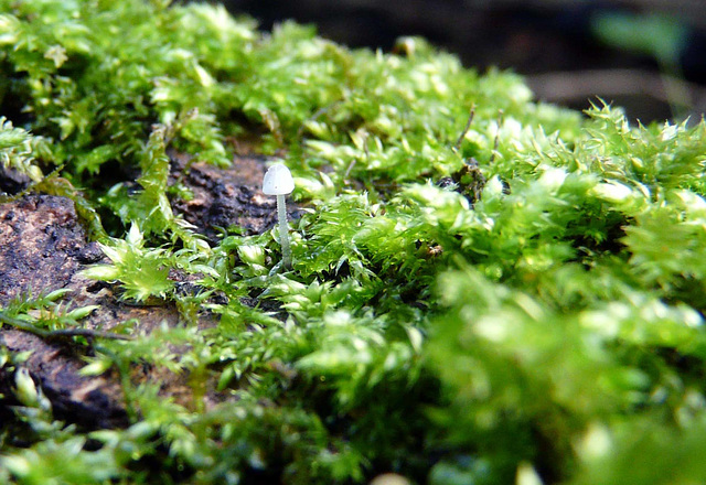 The Smallest Fungi In The History Of the World The Smallest Fungi In The History Of the World