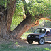 Big Tree At Copper Creek
