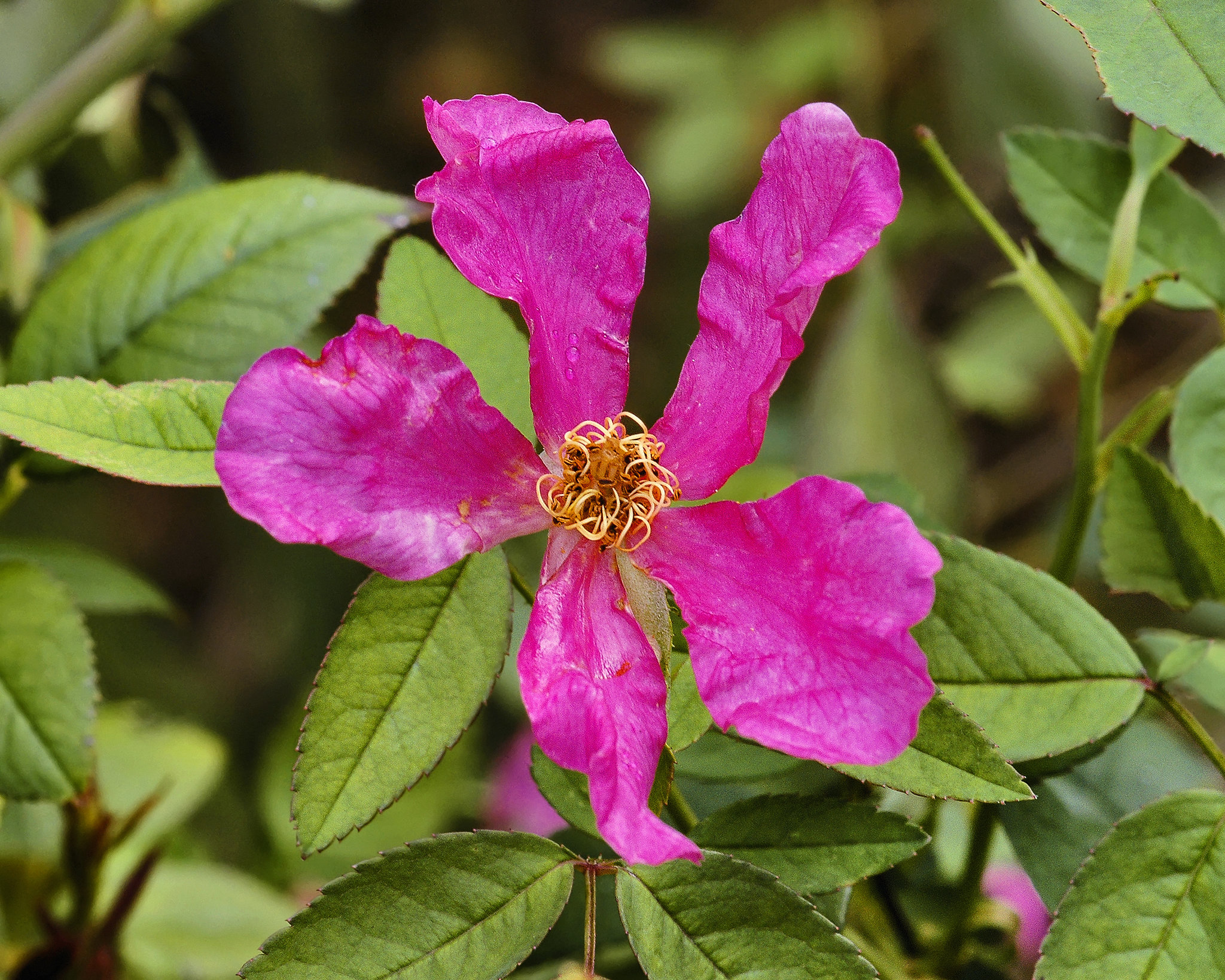 Rosa Mutabilis #1 – National Arboretum, Washington DC
