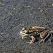 Columbia Spotted Frog