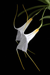 Masdevallia datura