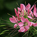 Cleome