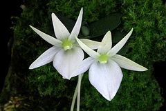 Angraecum cf. breve