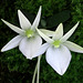 Angraecum cf. breve