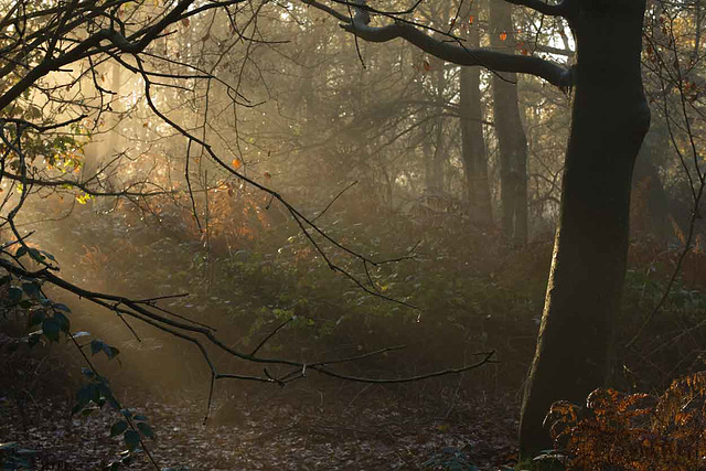 misty autumn trees