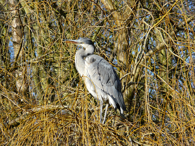 Grey Heron - 3