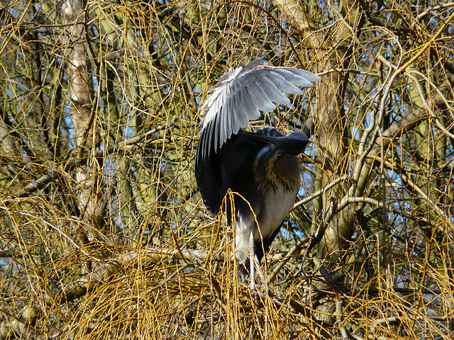 Grey Heron - 5