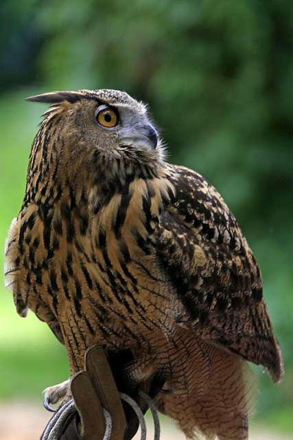 Malay Fish Owl