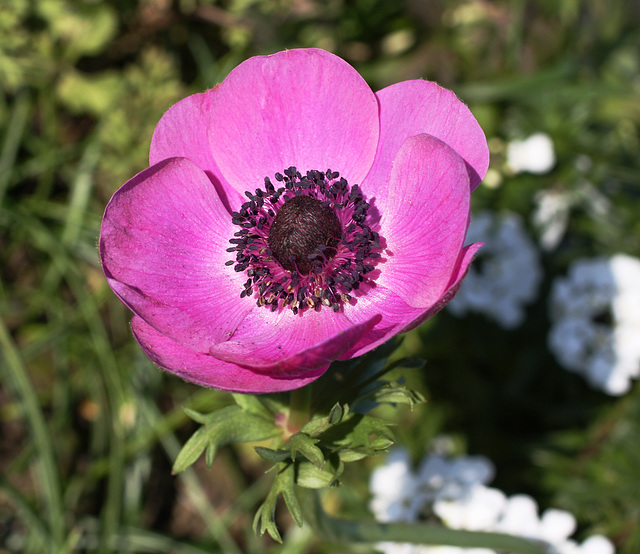 Purple anemone