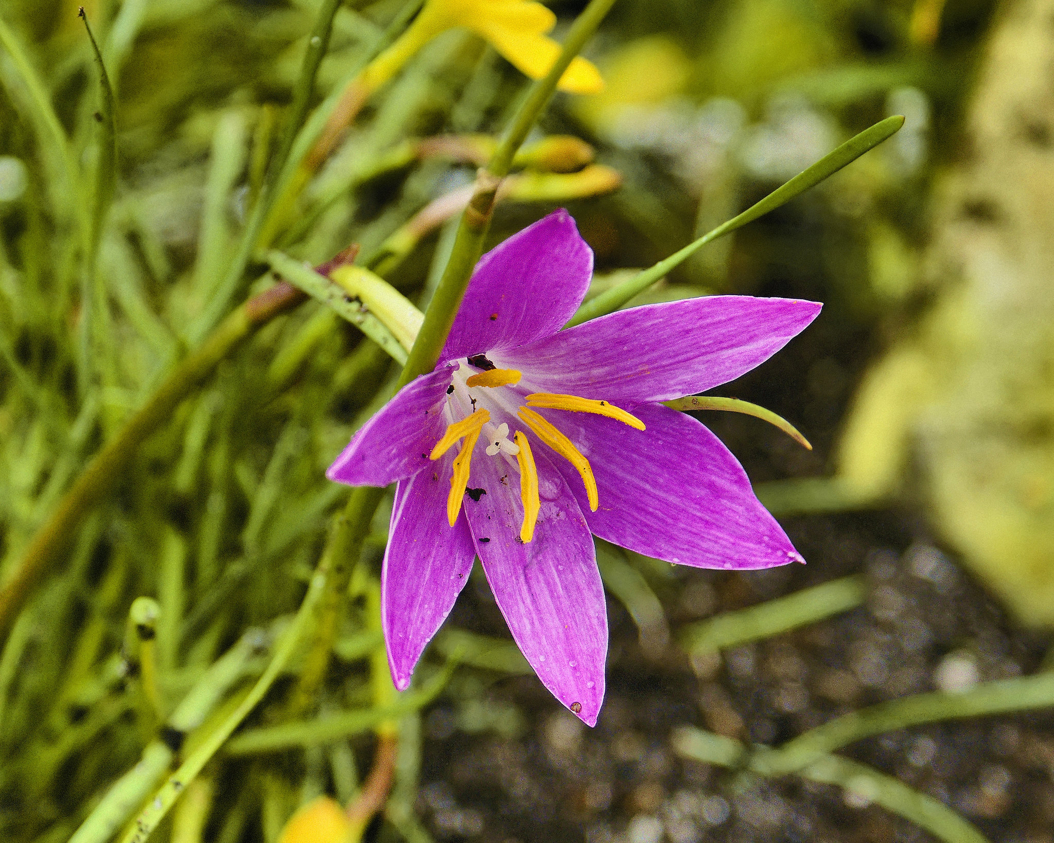 Zephyranthes Rosea – National Arboretum, Washington D.C.