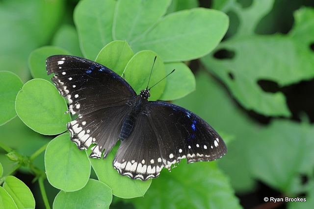 20110823-3173 Great Eggfly