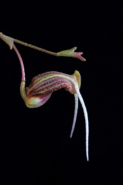 Scaphosepalum merinoi Scaphosepalum merinoi