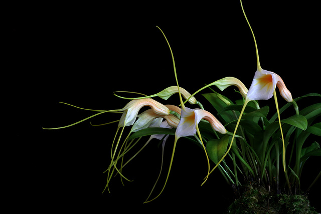 Masdevallia constricta 'Kailyn'