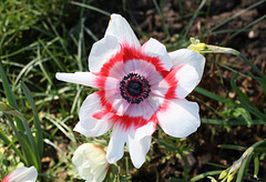 Red and white anemone