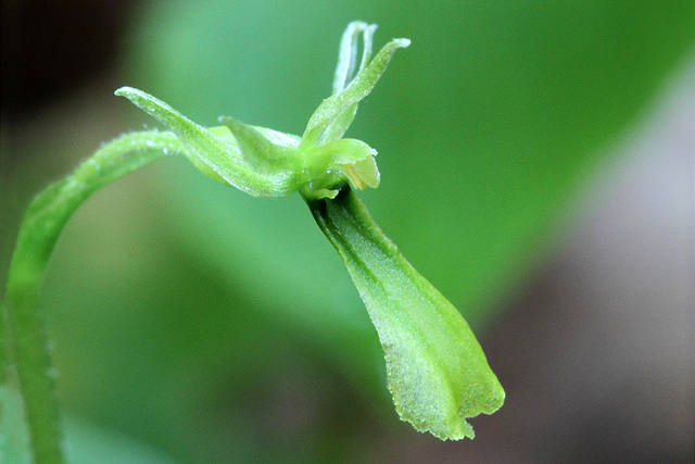 Listera banksiana