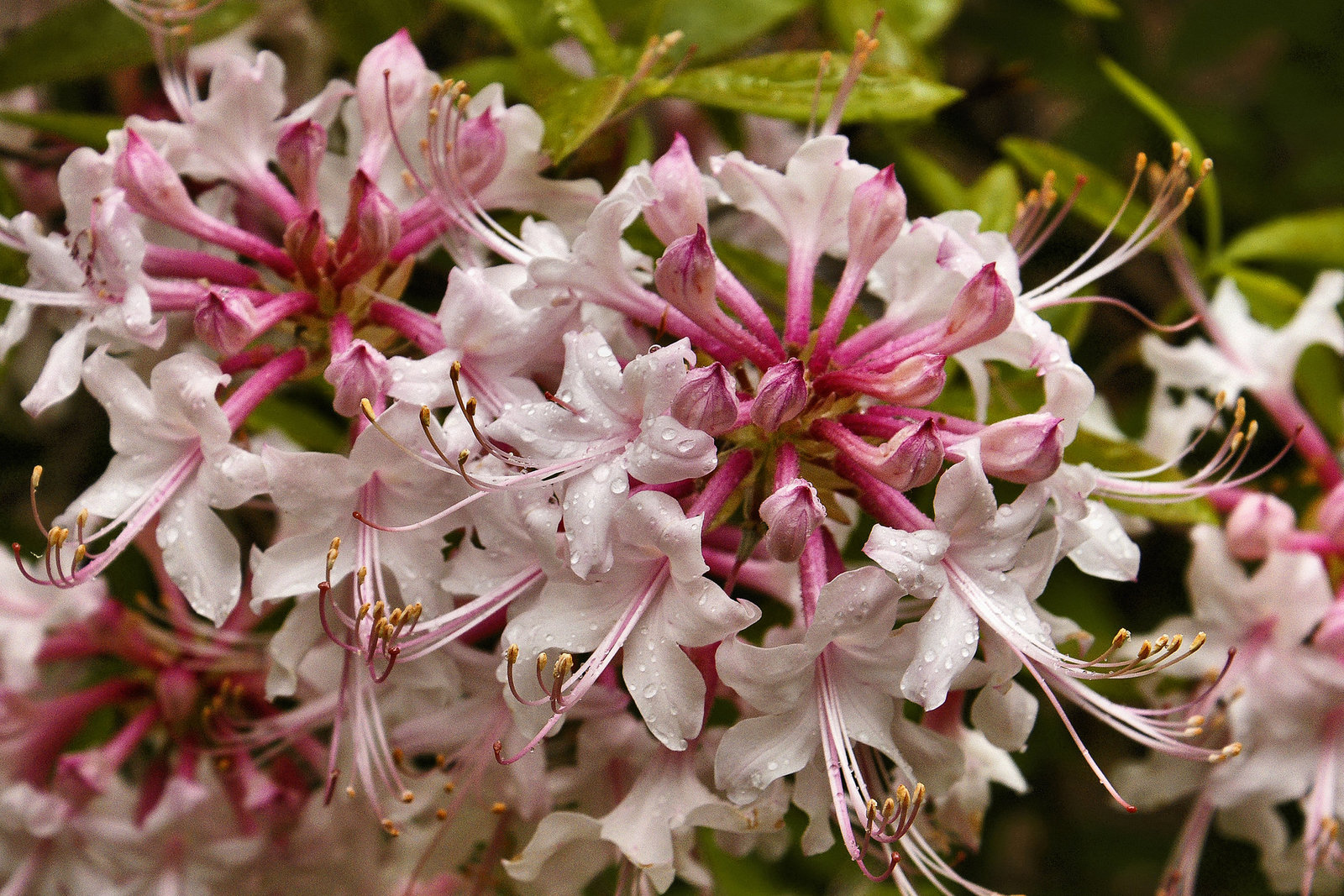 Azaleas in the Rain – National Arboretum, Washington D.C.