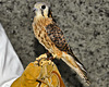 American Kestrel – The Wild Center, Tupper Lake, New York